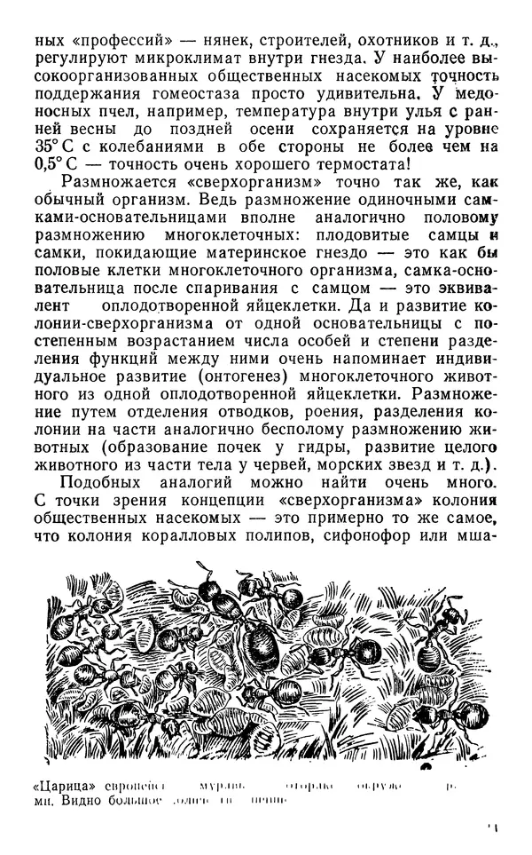 КулЛиб. Владилен Евгеньевич Кипятков - Происхождение общественных насекомых. Страница № 24