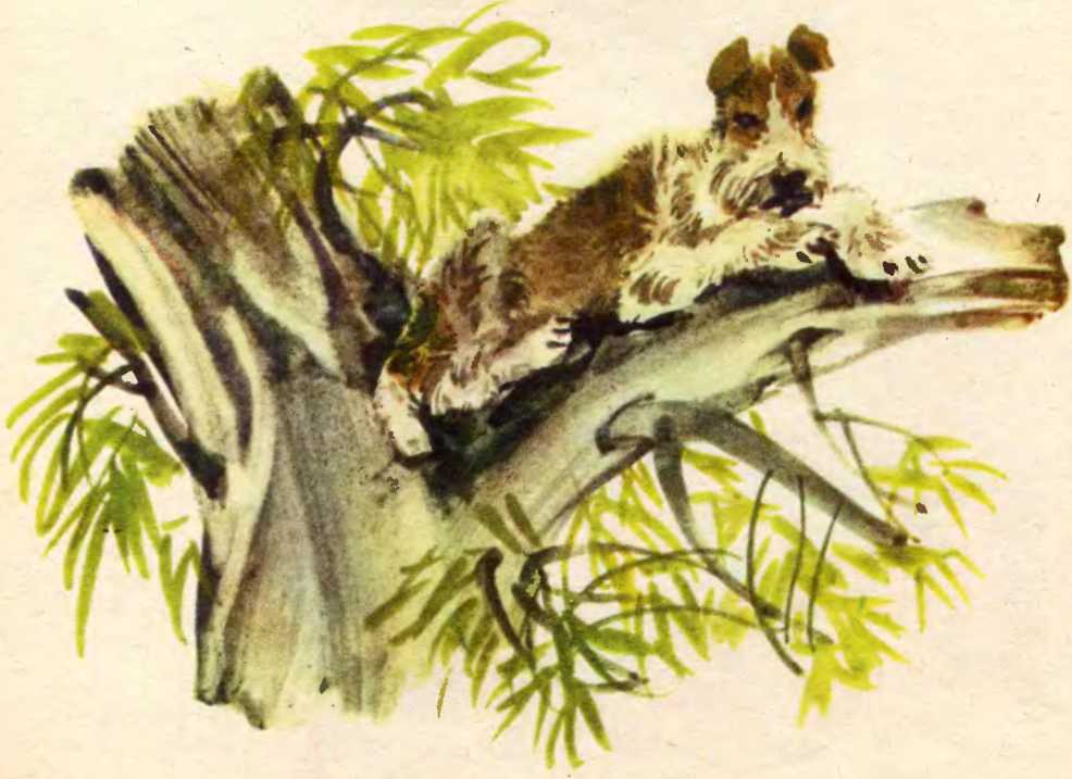 Собака, що лазив на дерево. Майк Йогансен. Иллюстрация 12