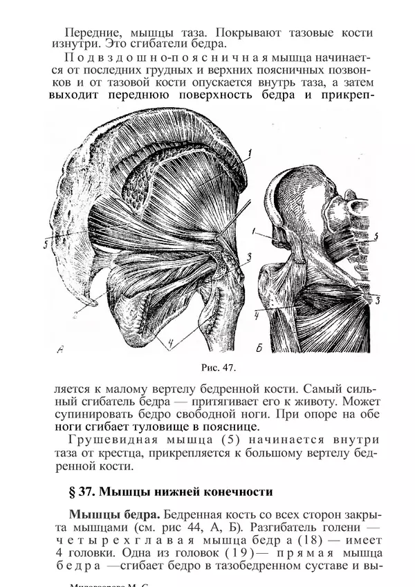 КулЛиб. М. С. Миловзорова - Анатомия и физиология человека. Страница № 118