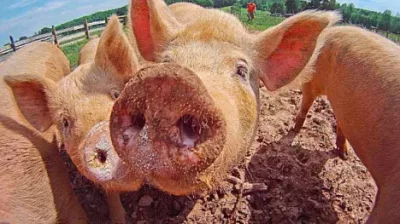 Групповое содержание свиней (fb2)