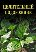 Книга - Иван Ильич Дубровин - Целительный подорожник - читать