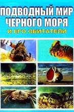 Книга - Евгения П. Искив - Подводный мир Черного моря - читать