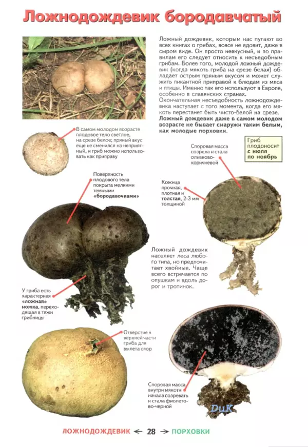 Михаил Вишневский - Съедобные грибы и их несъедобные и ядовитые двойники: сравнительные таблицы. Расширенное издание - Страница № 29
