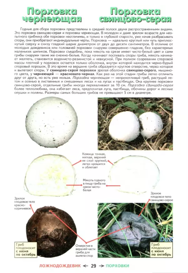 Михаил Вишневский - Съедобные грибы и их несъедобные и ядовитые двойники: сравнительные таблицы. Расширенное издание - Страница № 30