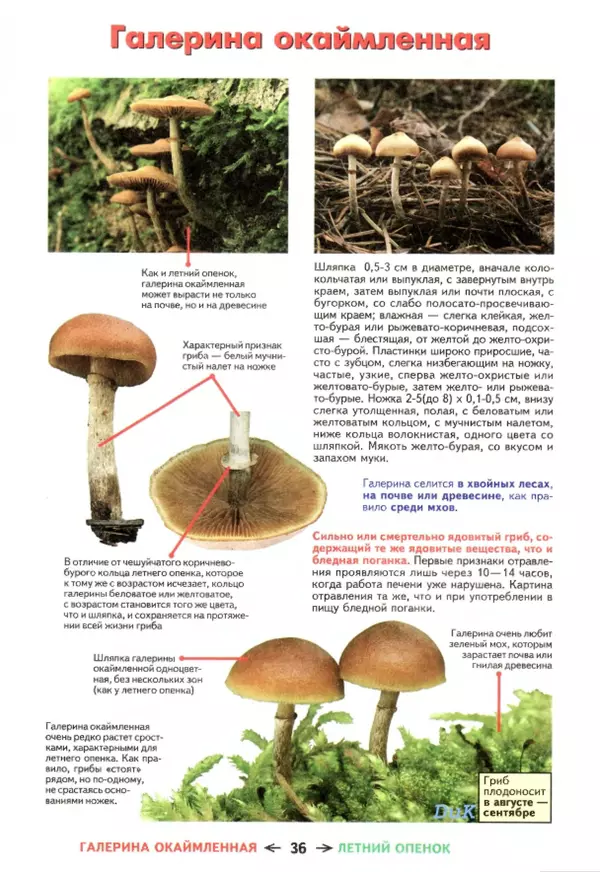 Михаил Вишневский - Съедобные грибы и их несъедобные и ядовитые двойники: сравнительные таблицы. Расширенное издание - Страница № 37