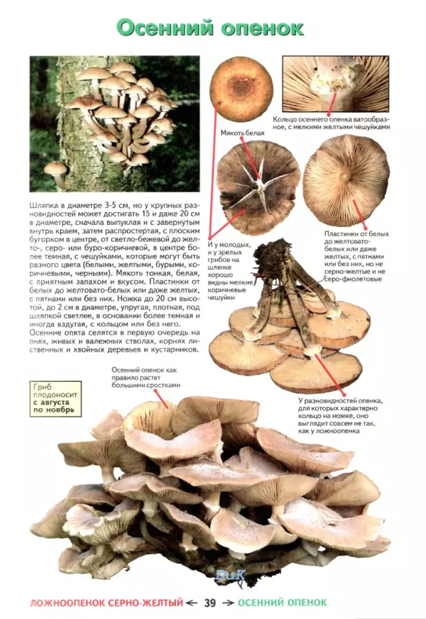 Михаил Вишневский - Съедобные грибы и их несъедобные и ядовитые двойники: сравнительные таблицы. Расширенное издание - Страница № 40