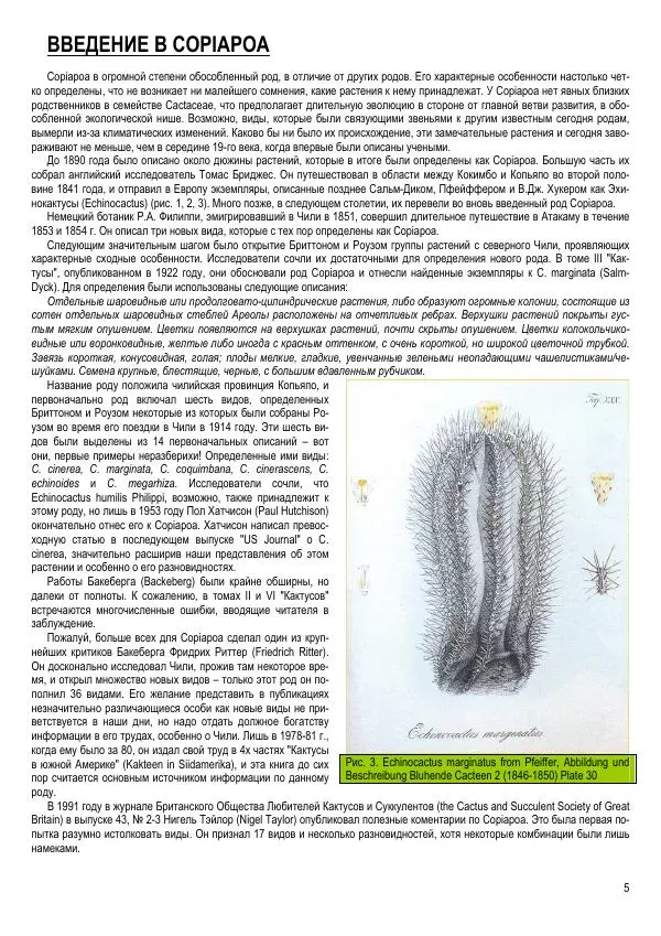 Грэм Чарльз - Копьяпоа — Copiapoa - Страница № 5