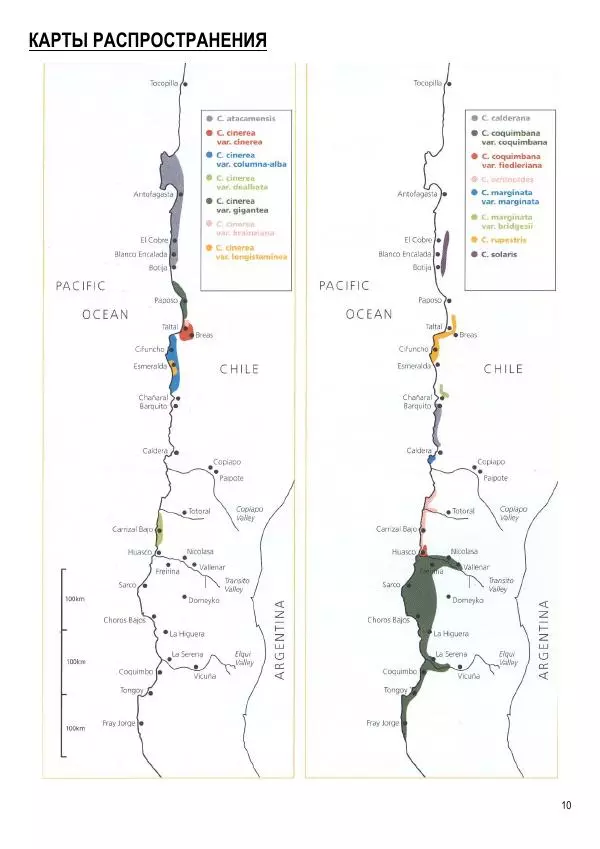 Грэм Чарльз - Копьяпоа — Copiapoa - Страница № 10