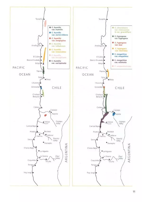 Грэм Чарльз - Копьяпоа — Copiapoa - Страница № 11