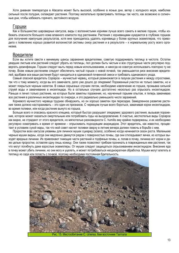 Грэм Чарльз - Копьяпоа — Copiapoa - Страница № 13