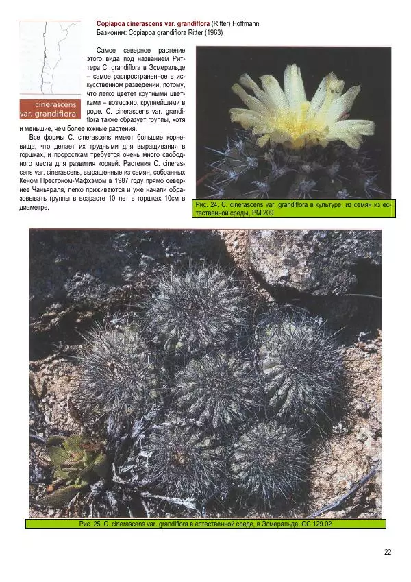 Грэм Чарльз - Копьяпоа — Copiapoa - Страница № 22