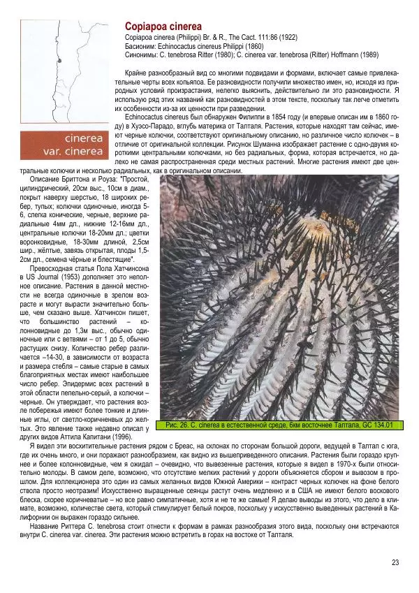 Грэм Чарльз - Копьяпоа — Copiapoa - Страница № 23