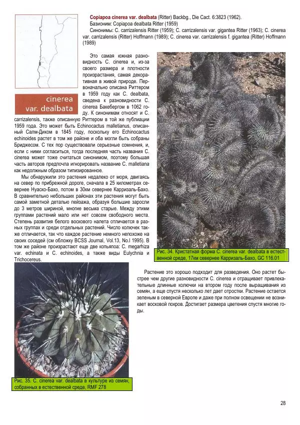 Грэм Чарльз - Копьяпоа — Copiapoa - Страница № 28