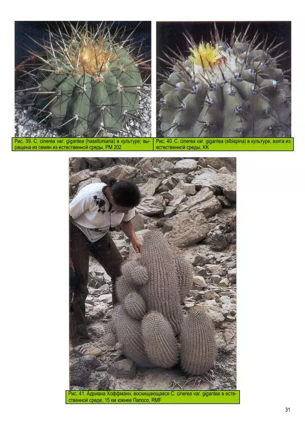 Грэм Чарльз - Копьяпоа — Copiapoa - Страница № 31