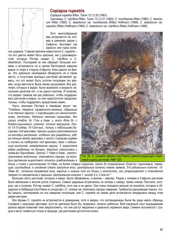 Грэм Чарльз - Копьяпоа — Copiapoa - Страница № 60