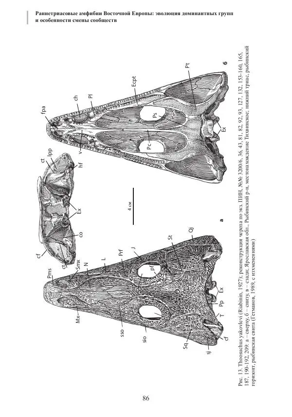 И. Новиков - Раннетриасовые амфибии Восточной Европы: эволюция доминантных групп и особенности смены сообществ - Страница № 86