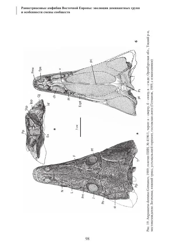 И. Новиков - Раннетриасовые амфибии Восточной Европы: эволюция доминантных групп и особенности смены сообществ - Страница № 98