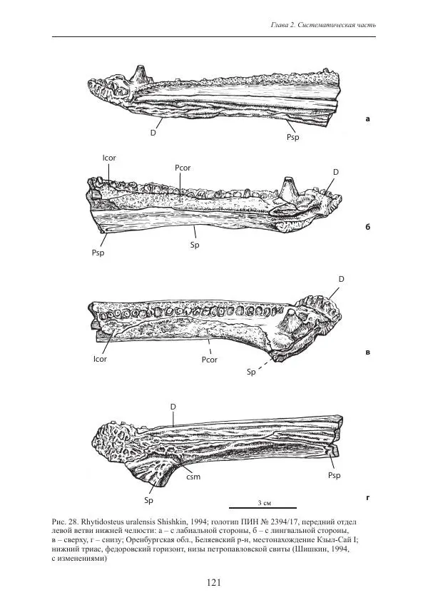 И. Новиков - Раннетриасовые амфибии Восточной Европы: эволюция доминантных групп и особенности смены сообществ - Страница № 121