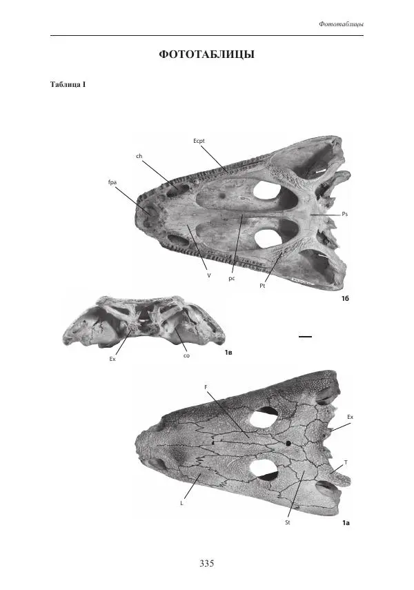 И. Новиков - Раннетриасовые амфибии Восточной Европы: эволюция доминантных групп и особенности смены сообществ - Страница № 335
