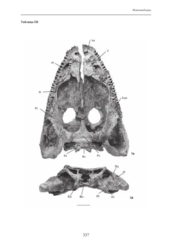 И. Новиков - Раннетриасовые амфибии Восточной Европы: эволюция доминантных групп и особенности смены сообществ - Страница № 337