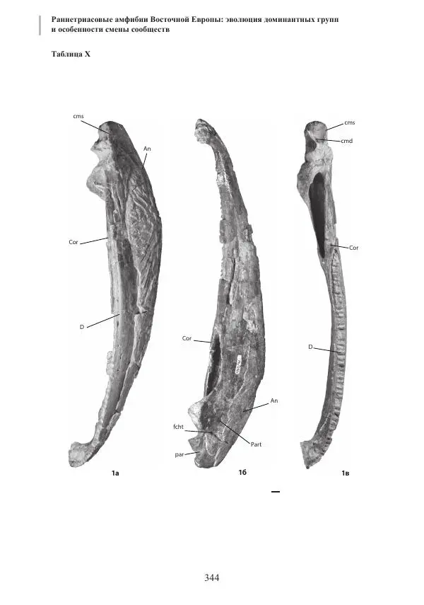 И. Новиков - Раннетриасовые амфибии Восточной Европы: эволюция доминантных групп и особенности смены сообществ - Страница № 344