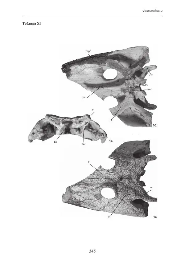 И. Новиков - Раннетриасовые амфибии Восточной Европы: эволюция доминантных групп и особенности смены сообществ - Страница № 345