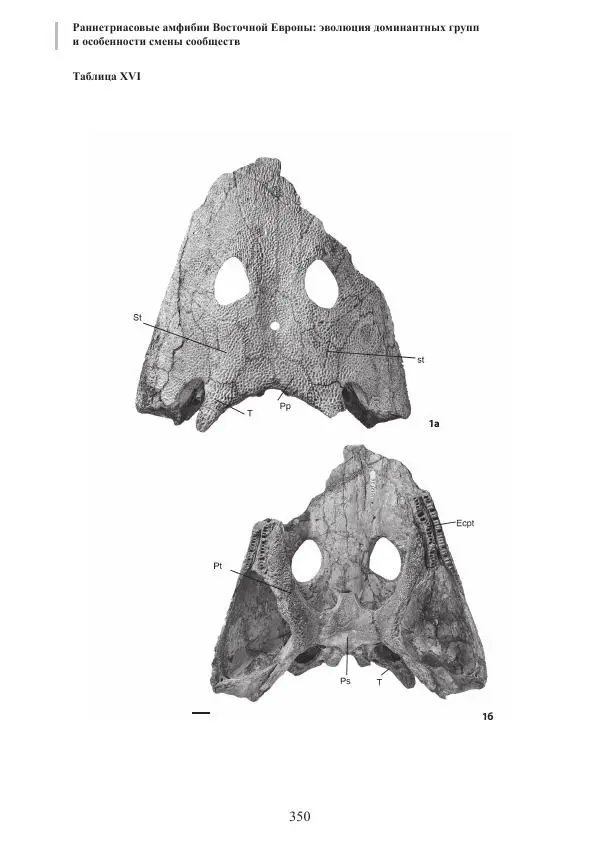И. Новиков - Раннетриасовые амфибии Восточной Европы: эволюция доминантных групп и особенности смены сообществ - Страница № 350