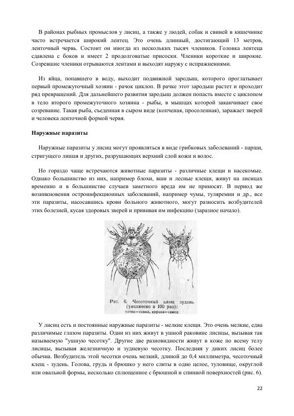 Ю. Герасимов - Лисица - Страница № 22