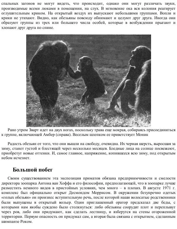 Франс де Вааль - Политика у шимпанзе. Власть и секс у приматов - Страница № 23