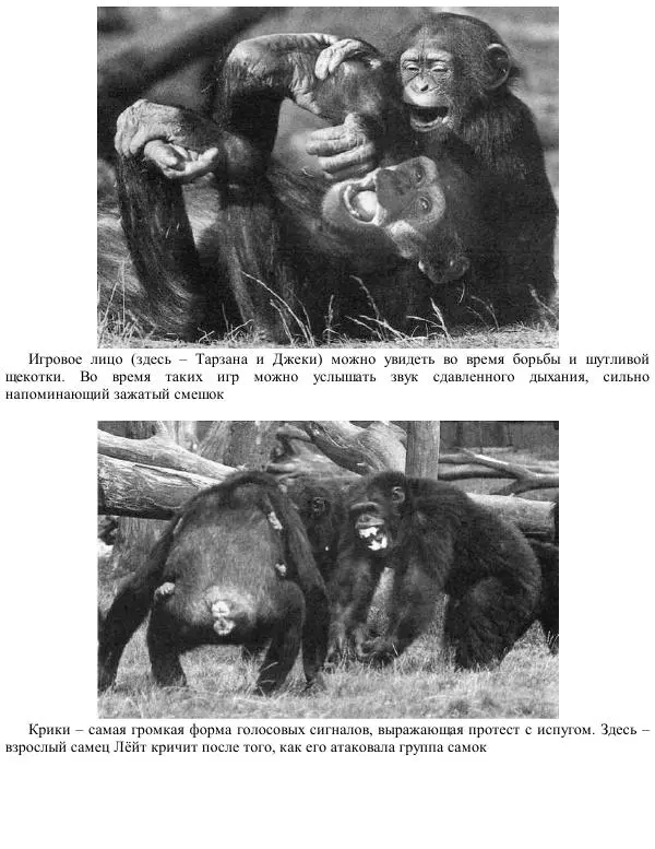 Франс де Вааль - Политика у шимпанзе. Власть и секс у приматов - Страница № 30