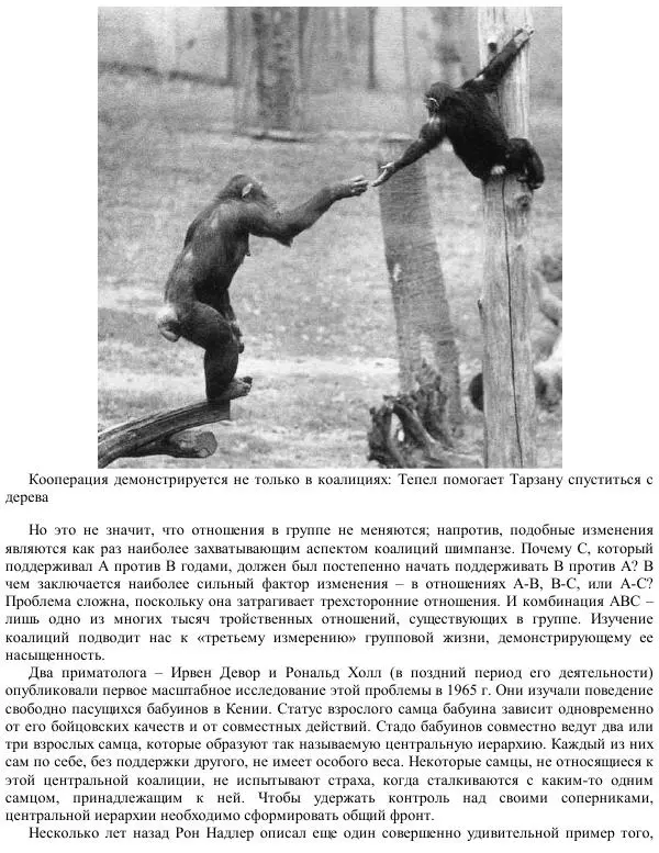 Франс де Вааль - Политика у шимпанзе. Власть и секс у приматов - Страница № 40