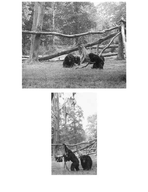 Франс де Вааль - Политика у шимпанзе. Власть и секс у приматов - Страница № 175