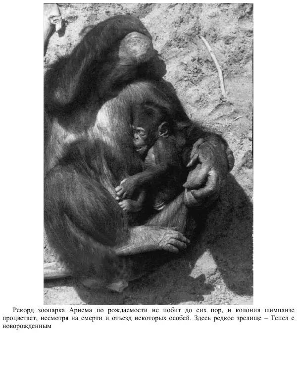 Франс де Вааль - Политика у шимпанзе. Власть и секс у приматов - Страница № 188