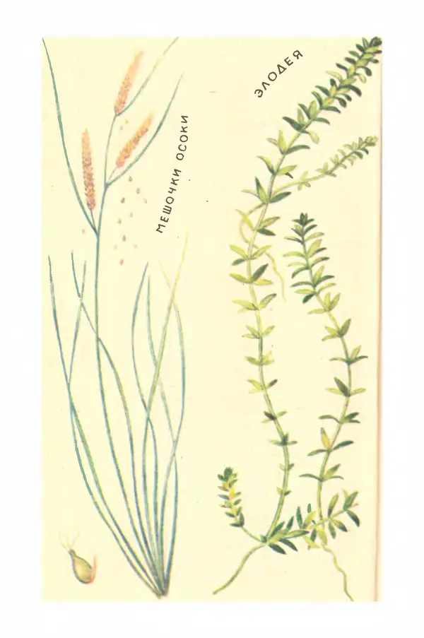 Борис Головкин - Рассказы о растениях-переселенцах - Страница № 25