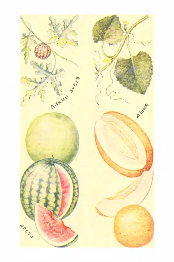 Борис Головкин - Рассказы о растениях-переселенцах - Страница № 94