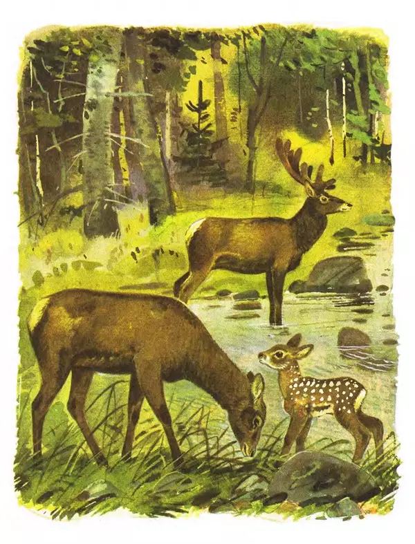 Юрий Аракчеев - По Уссурийской тайге - Страница № 13