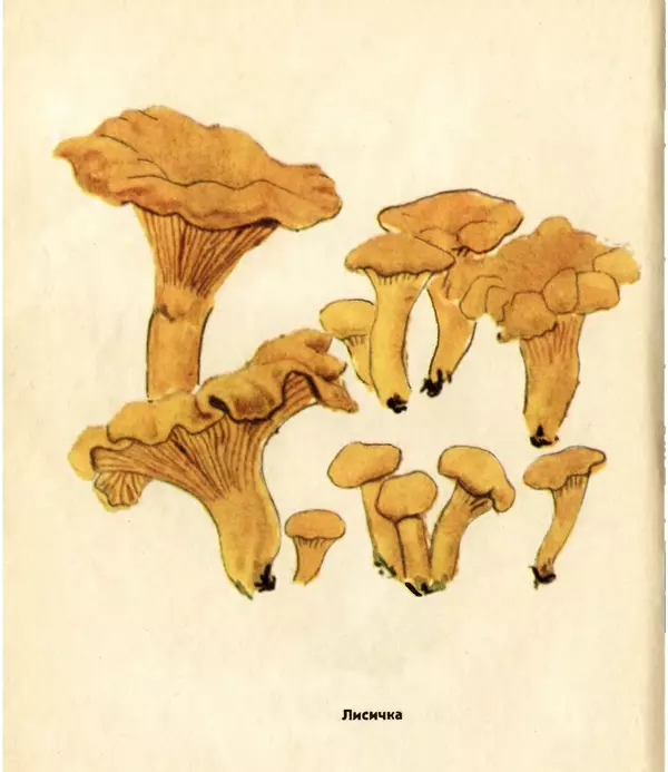 К. Шульга - Грибы наших лесов - Страница № 102