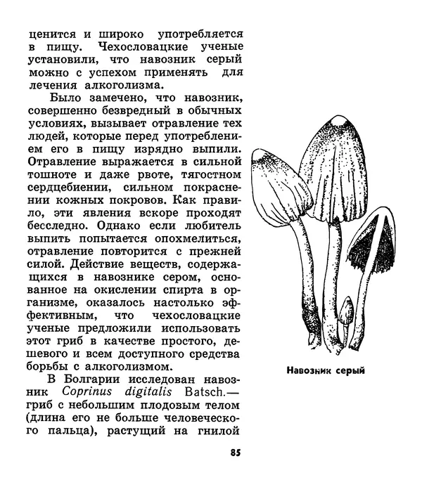 К. Шульга - Грибы наших лесов - Страница № 109