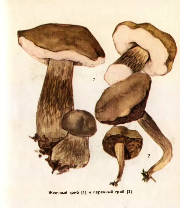 К. Шульга - Грибы наших лесов - Страница № 125