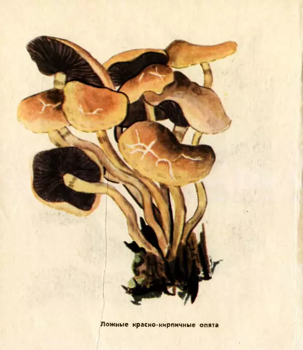 К. Шульга - Грибы наших лесов - Страница № 128