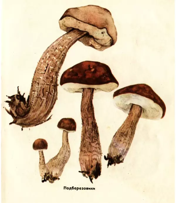 К. Шульга - Грибы наших лесов - Страница № 35