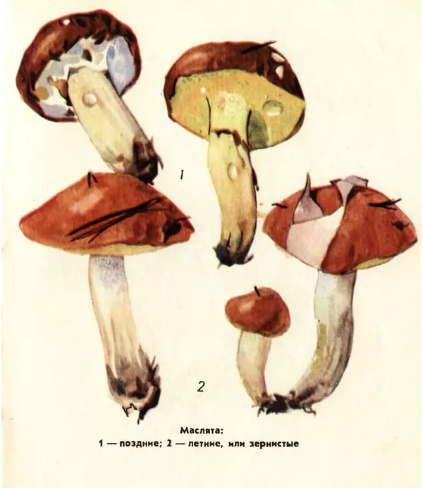 К. Шульга - Грибы наших лесов - Страница № 37