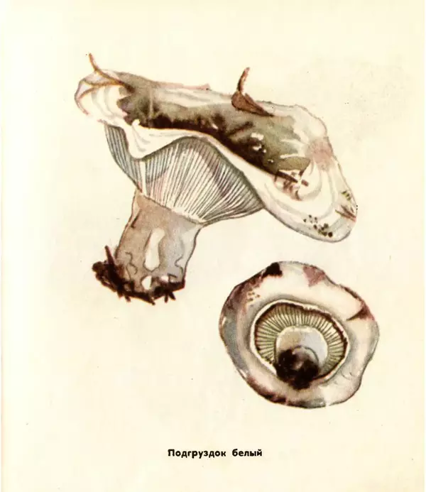 К. Шульга - Грибы наших лесов - Страница № 59