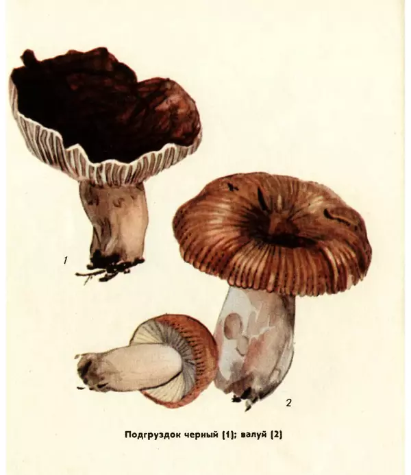 К. Шульга - Грибы наших лесов - Страница № 60