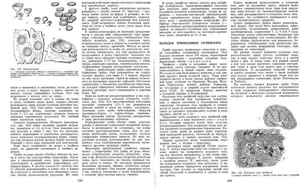  Коллектив авторов - Мир растений. Грибы - Страница № 101