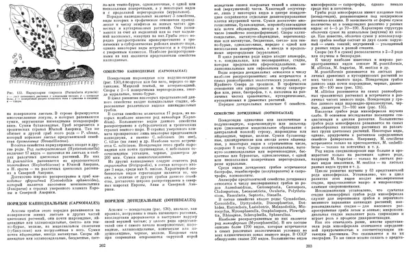  Коллектив авторов - Мир растений. Грибы - Страница № 107