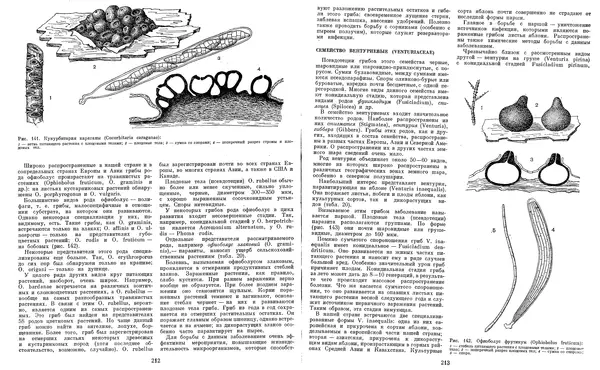  Коллектив авторов - Мир растений. Грибы - Страница № 112