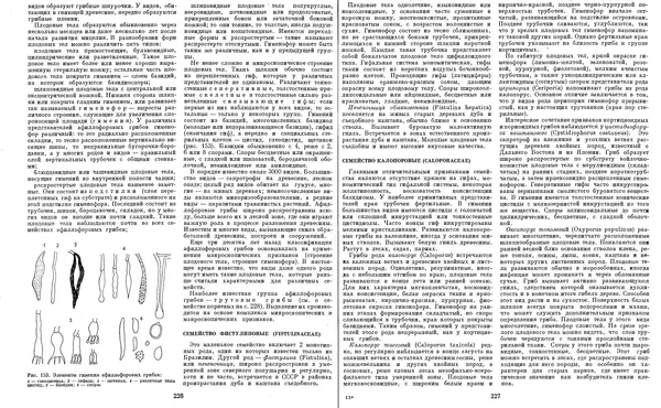  Коллектив авторов - Мир растений. Грибы - Страница № 119