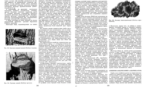  Коллектив авторов - Мир растений. Грибы - Страница № 128