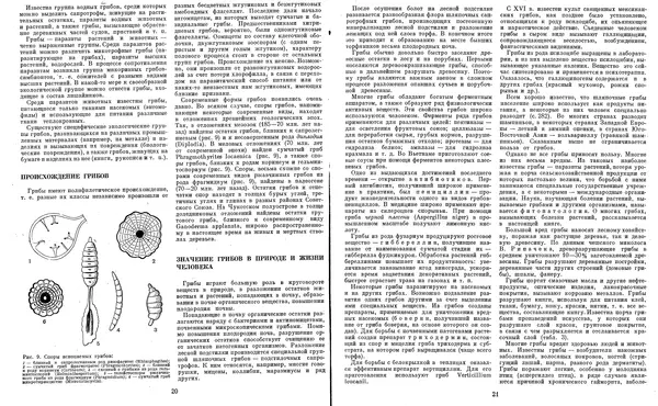  Коллектив авторов - Мир растений. Грибы - Страница № 13